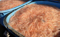 富山湾のシロエビ（殻付き）&nbsp;300g&nbsp;冷凍&nbsp;エビ&nbsp;えび&nbsp;海老&nbsp;白エビ&nbsp;お刺身&nbsp;冷凍食品&nbsp;ふるさと納税&nbsp;富山&nbsp;富山市&nbsp;漁業協同組合&nbsp;水産&nbsp;魚介類&nbsp;食品&nbsp;新鮮&nbsp;海鮮&nbsp;シーフード&nbsp;人気&nbsp;おすすめ&nbsp;送料無料