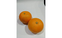 【訳あり】紅八朔　家庭用　5kg　Mサイズ