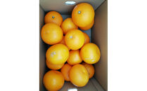 【訳あり】紅八朔　家庭用　5kg　Mサイズ