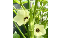 【2026年度先行予約】オクラ　約1.4kg