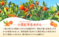 原田果樹農園直送！&nbsp;小原紅早生みかん&nbsp;約5kg（S~Mサイズ混合）数量限定