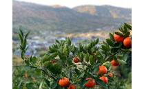 原田果樹農園直送！&nbsp;小原紅早生みかん&nbsp;約10kg（S~Mサイズ混合）数量限定