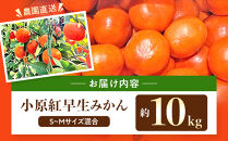 原田果樹農園直送！&nbsp;小原紅早生みかん&nbsp;約10kg（S~Mサイズ混合）数量限定