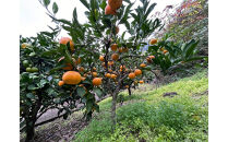 原田果樹農園直送！&nbsp;宮川早生みかん&nbsp;約10kg（S~Mサイズ混合）数量限定