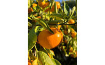 原田果樹農園直送！&nbsp;宮川早生みかん&nbsp;約10kg（S~Mサイズ混合）数量限定