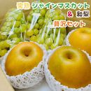 ［先行予約・2026年発送］朝採れ完熟シャインマスカットと和梨 贅沢セット 約3kg