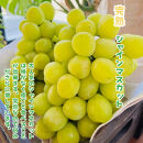 ［先行予約・2026年発送］朝採れ完熟シャインマスカットと和梨 贅沢セット 約3kg