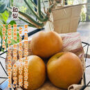 ［先行予約・2026年発送］朝採れ完熟シャインマスカットと和梨 贅沢セット 約3kg