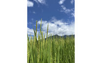 【全3回】【令和7年産】南魚沼塩沢産コシヒカリ＜yusui＞5kg×3ヶ月　白米　