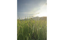 【全6回】【令和7年産】南魚沼塩沢産コシヒカリ＜yusui＞5kg×6ヶ月　白米　