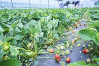 【2026年1月～2月出荷予定】完熟&nbsp;あまおう&nbsp;イチゴ&nbsp;350g×2パック(約700g)＜配送不可：北海道、沖縄県、離島＞