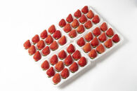 【2026年1月～2月出荷予定】完熟&nbsp;あまおう&nbsp;イチゴ&nbsp;350g×4パック(約1400g)＜配送不可：北海道、沖縄県、離島＞