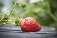 【2026年1月～2月出荷予定】完熟&nbsp;あまおう&nbsp;イチゴ&nbsp;350g×4パック(約1400g)＜配送不可：北海道、沖縄県、離島＞