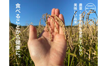 【6ヶ月定期便】【お米番付優秀賞受賞農家】日本一粒の大きいお米『いのちの壱』玄米20kg×6回