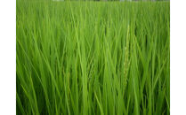 【令和7年産】富山県産こしひかり&nbsp;育　引越しご挨拶C　白米1kｇ&nbsp;×&nbsp;2袋セット&nbsp;【名前入れ】　《南砺の逸品》