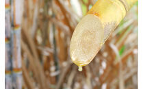 種子島産クラフトラム酒&nbsp;ARCABUZ&nbsp;GOLD&nbsp;AMERICAN&nbsp;WHITE&nbsp;OAK&nbsp;CASK&nbsp;STRENGTH&nbsp;2023&nbsp;（アーキバス&nbsp;ゴールド&nbsp;アメリカン&nbsp;ホワイト&nbsp;オーク&nbsp;カスク&nbsp;ストレングス&nbsp;2023）