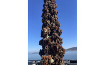 加熱用&nbsp;殻付き牡蛎1kg