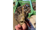 加熱用&nbsp;殻付き牡蛎1kg