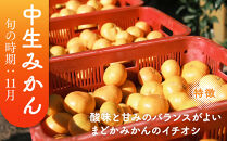 ［先行予約］［訳あり］蔵出しみかん（晩生みかん）2S〜3Sサイズ混合&nbsp;10kg＋500g（傷み補償分）［2027年1月上旬より発送］