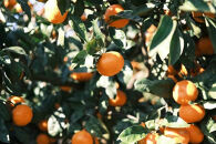 ［先行予約］［贈答用］冬採れみかん（中生みかん）2S〜3Sサイズ混合&nbsp;5kg＋300g（傷み補償分）［2025年11月下旬より発送］