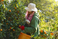 ［先行予約］［贈答用］冬採れみかん（中生みかん）2S〜3Sサイズ混合&nbsp;10kg＋500g（傷み補償分）［2025年11月下旬より発送］