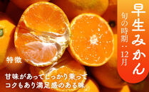 ［先行予約］［贈答用］冬採れみかん（中生みかん）2S〜3Sサイズ混合&nbsp;10kg＋500g（傷み補償分）［2025年11月下旬より発送］