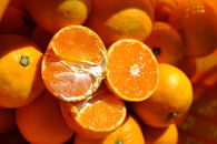 ［先行予約］［贈答用］蔵出しみかん（晩生みかん）2S〜3Sサイズ混合&nbsp;5kg＋300g（傷み補償分）［2026年1月上旬より発送］