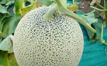 【26年発送先行予約】香り豊かな 北海道レッドメロン 1.6kg×1玉(2026年7月下旬から発送開始予定) 【 果物 くだもの フルーツ メロン 赤肉 赤肉メロン 旬 お取り寄せ 甘い 北海道産 旭川市 北海道 】_05410