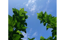 高尾の山里&nbsp;八王子産桑の葉100％ティーバック(2ｇ×11個)5袋|&nbsp;無添加&nbsp;ティーバック&nbsp;高尾&nbsp;日本茶&nbsp;茶&nbsp;健康&nbsp;国産&nbsp;送料無料&nbsp;東京&nbsp;八王子