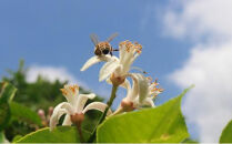 泉北レモンの街ストーリー(R)手ぬぐい