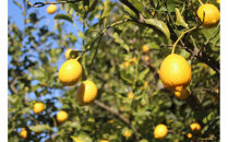 泉北レモン（R）至福の3本セット（マーマレード・フロマージュ・レモンはちみつ）