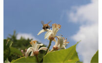 泉北レモン（R）至福の3本セット（マーマレード・フロマージュ・レモンはちみつ）