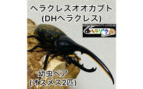 ヘラクレスオオカブト&nbsp;幼虫&nbsp;ペア