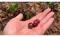 SINGLE ORIGIN （豆の状態）100g×5種類