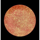 丸小皿&nbsp;乱糸（マット仕上げ）5枚セット［NF99］