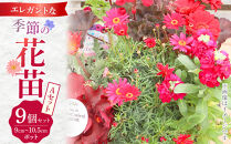 エレガントな花苗セットA【花苗&nbsp;花苗セット&nbsp;花&nbsp;季節の花&nbsp;花セット&nbsp;ガーデニング&nbsp;家庭菜園&nbsp;園芸&nbsp;初夏&nbsp;夏&nbsp;花壇&nbsp;庭&nbsp;鉢&nbsp;玄関&nbsp;プランター&nbsp;寄せ植え&nbsp;&nbsp;おうち時間&nbsp;趣味&nbsp;ベランダ&nbsp;土っ子倶楽部&nbsp;&nbsp;プレゼント&nbsp;ギフト&nbsp;】