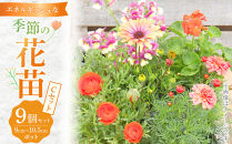 エネルギッシュな花苗セットC【花苗&nbsp;花苗セット&nbsp;花&nbsp;季節の花&nbsp;花セット&nbsp;ガーデニング&nbsp;家庭菜園&nbsp;園芸&nbsp;初夏&nbsp;夏&nbsp;花壇&nbsp;庭&nbsp;鉢&nbsp;玄関&nbsp;プランター&nbsp;寄せ植え&nbsp;&nbsp;おうち時間&nbsp;趣味&nbsp;ベランダ&nbsp;土っ子倶楽部&nbsp;&nbsp;プレゼント&nbsp;ギフト&nbsp;】]