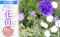 クールな花苗セットD【花苗&nbsp;花苗セット&nbsp;花&nbsp;季節の花&nbsp;花セット&nbsp;ガーデニング&nbsp;家庭菜園&nbsp;園芸&nbsp;初夏&nbsp;夏&nbsp;花壇&nbsp;庭&nbsp;鉢&nbsp;玄関&nbsp;プランター&nbsp;寄せ植え&nbsp;&nbsp;おうち時間&nbsp;趣味&nbsp;ベランダ&nbsp;土っ子倶楽部&nbsp;&nbsp;プレゼント&nbsp;ギフト&nbsp;】