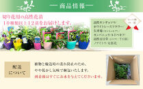 季節の切り花苗&nbsp;お任せ12ポットmixセット【切り花苗&nbsp;花苗&nbsp;花苗セット&nbsp;花&nbsp;季節の花&nbsp;花セット&nbsp;ガーデニング&nbsp;家庭菜園&nbsp;園芸&nbsp;初夏&nbsp;夏&nbsp;花壇&nbsp;庭&nbsp;鉢&nbsp;玄関&nbsp;プランター&nbsp;寄せ植え&nbsp;&nbsp;おうち時間&nbsp;趣味&nbsp;ベランダ&nbsp;土っ子倶楽部&nbsp;&nbsp;プレゼント&nbsp;ギフト&nbsp;】