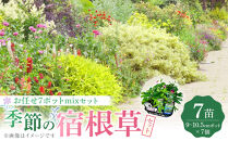 季節の宿根草&nbsp;お任せ7ポットmixセット【切り花苗&nbsp;花苗&nbsp;花苗セット&nbsp;花&nbsp;季節の花&nbsp;花セット&nbsp;ガーデニング&nbsp;家庭菜園&nbsp;園芸&nbsp;初夏&nbsp;夏&nbsp;花壇&nbsp;庭&nbsp;鉢&nbsp;玄関&nbsp;プランター&nbsp;寄せ植え&nbsp;&nbsp;おうち時間&nbsp;趣味&nbsp;ベランダ&nbsp;土っ子倶楽部&nbsp;&nbsp;プレゼント&nbsp;ギフト&nbsp;】