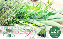 季節のハーブ苗お任せ12ポットmixセット【ハーブ&nbsp;ハーブ苗&nbsp;花苗&nbsp;花苗セット&nbsp;花&nbsp;季節の花&nbsp;花セット&nbsp;ガーデニング&nbsp;家庭菜園&nbsp;園芸&nbsp;初夏&nbsp;夏&nbsp;花壇&nbsp;庭&nbsp;鉢&nbsp;玄関&nbsp;プランター&nbsp;寄せ植え&nbsp;&nbsp;おうち時間&nbsp;趣味&nbsp;ベランダ&nbsp;土っ子倶楽部&nbsp;&nbsp;プレゼント&nbsp;ギフト&nbsp;】