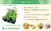 季節のハーブ苗お任せ12ポットmixセット【ハーブ&nbsp;ハーブ苗&nbsp;花苗&nbsp;花苗セット&nbsp;花&nbsp;季節の花&nbsp;花セット&nbsp;ガーデニング&nbsp;家庭菜園&nbsp;園芸&nbsp;初夏&nbsp;夏&nbsp;花壇&nbsp;庭&nbsp;鉢&nbsp;玄関&nbsp;プランター&nbsp;寄せ植え&nbsp;&nbsp;おうち時間&nbsp;趣味&nbsp;ベランダ&nbsp;土っ子倶楽部&nbsp;&nbsp;プレゼント&nbsp;ギフト&nbsp;】