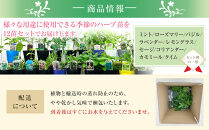季節のハーブ苗お任せ12ポットmixセット【ハーブ&nbsp;ハーブ苗&nbsp;花苗&nbsp;花苗セット&nbsp;花&nbsp;季節の花&nbsp;花セット&nbsp;ガーデニング&nbsp;家庭菜園&nbsp;園芸&nbsp;初夏&nbsp;夏&nbsp;花壇&nbsp;庭&nbsp;鉢&nbsp;玄関&nbsp;プランター&nbsp;寄せ植え&nbsp;&nbsp;おうち時間&nbsp;趣味&nbsp;ベランダ&nbsp;土っ子倶楽部&nbsp;&nbsp;プレゼント&nbsp;ギフト&nbsp;】