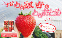 【先行予約】大粒とちあいか2パック＋大粒とちおとめ2パック=（合計）4パック入り【2026年1月上旬より順次発送】&nbsp;|&nbsp;生産量&nbsp;日本一&nbsp;果物&nbsp;フルーツ&nbsp;苺&nbsp;イチゴ&nbsp;農家直送&nbsp;栃木県&nbsp;日光市
