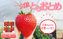 【先行予約】大粒とちおとめ4パック入り【2026年1月上旬より順次発送】&nbsp;|&nbsp;生産量&nbsp;日本一&nbsp;果物&nbsp;フルーツ&nbsp;苺&nbsp;イチゴ&nbsp;農家直送&nbsp;栃木県&nbsp;日光市