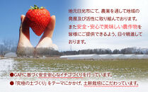【先行予約】大粒とちおとめ4パック入り【2026年1月上旬より順次発送】&nbsp;|&nbsp;生産量&nbsp;日本一&nbsp;果物&nbsp;フルーツ&nbsp;苺&nbsp;イチゴ&nbsp;農家直送&nbsp;栃木県&nbsp;日光市