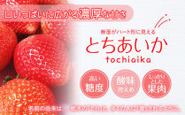 【先行予約】大粒とちあいか1パック＋大粒とちおとめ1パック=（合計）2パック入り【2026年1月上旬より順次発送】&nbsp;|&nbsp;生産量&nbsp;日本一&nbsp;果物&nbsp;フルーツ&nbsp;苺&nbsp;イチゴ&nbsp;農家直送&nbsp;栃木県&nbsp;日光市
