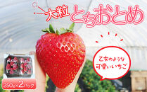 【先行予約】大粒とちおとめ2パック入り【2026年1月上旬より順次発送】&nbsp;|&nbsp;生産量&nbsp;日本一&nbsp;果物&nbsp;フルーツ&nbsp;苺&nbsp;イチゴ&nbsp;農家直送&nbsp;栃木県&nbsp;日光市