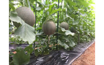 KOSOLメロンシャーベット【６個入り】