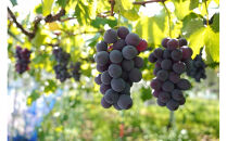 【2026年8月以降順次発送】福岡市産巨峰2000g   5房前後【北海道・沖縄・離島発送不可】